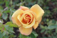 belle-epoque-143