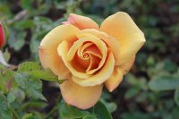 belle-epoque-144