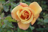 belle-epoque-145