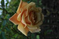 belle-epoque-146