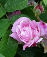 ispahan-1.jpg