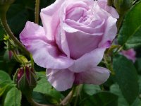 ispahan-2a.jpg