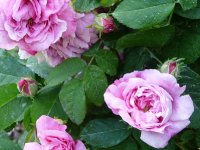 ispahan.jpg