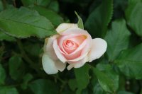chandos-beauty2