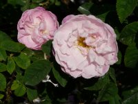 belle-amour-1a.jpg