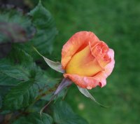 dawn-chorus061