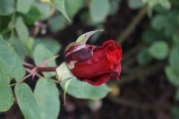 deep-secret-131