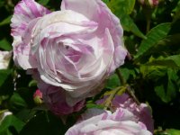 belle-amour-2.jpg