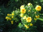 persian-yellow.jpg