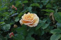 diamond-jubilee