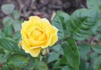 doris-day-330