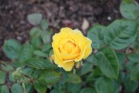 doris-day329