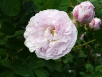 duchesse-de-montebello-1a.jpg