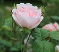 elegantyne-273