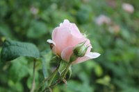 elegantyne