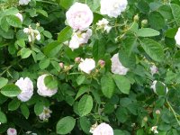 duchesse-de-montebello-2.jpg
