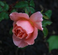fragrant-delight