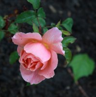 fragrant-delight2