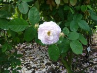 duchesse-de-montebello-a.jpg