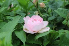 gentle-hermione-742