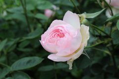 gentle-hermione741