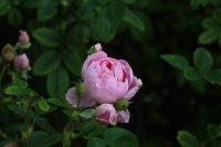 harlow-carr-289