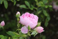 harlow-carr288