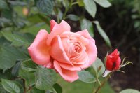 heart-of-gold898