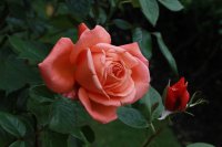 heart-of-gold899
