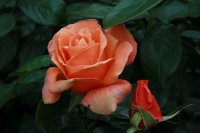 heart-of-gold901