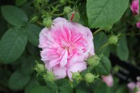 ispahan