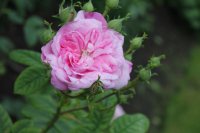 ispahan2