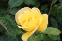 keep-smiling-149