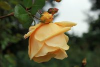 lady-hillingdon