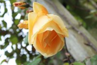 lady-hillingdon2