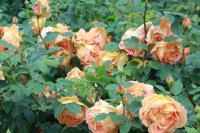lady-of-shalott-292