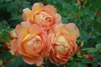 lady-of-shalott-295