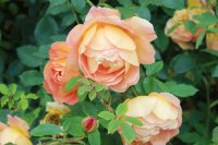lady-of-shalott