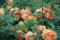 lady-of-shalott294