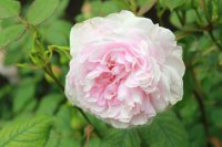 lady-salisbury