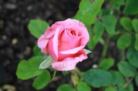 lovely-lady