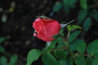 lovely-lady159