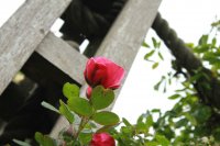 pink-perpetue-981