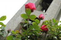 pink-perpetue-982