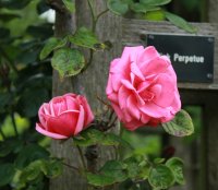 pink-perpetue2