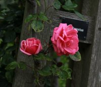 pink-perpetue3