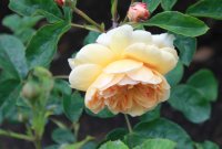 port-sunlight-012