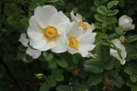 r-spinossis-grandiflora