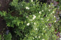 r-spinossis-grandiflora2