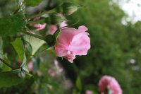 radox-bouquet